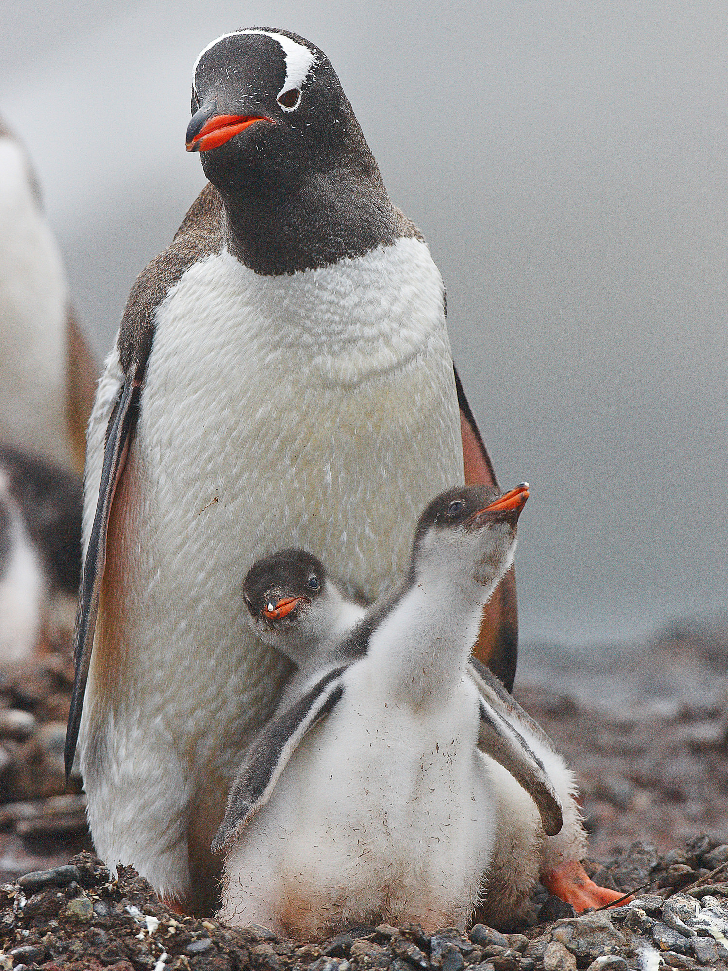 Eselspinguin mit Küken
